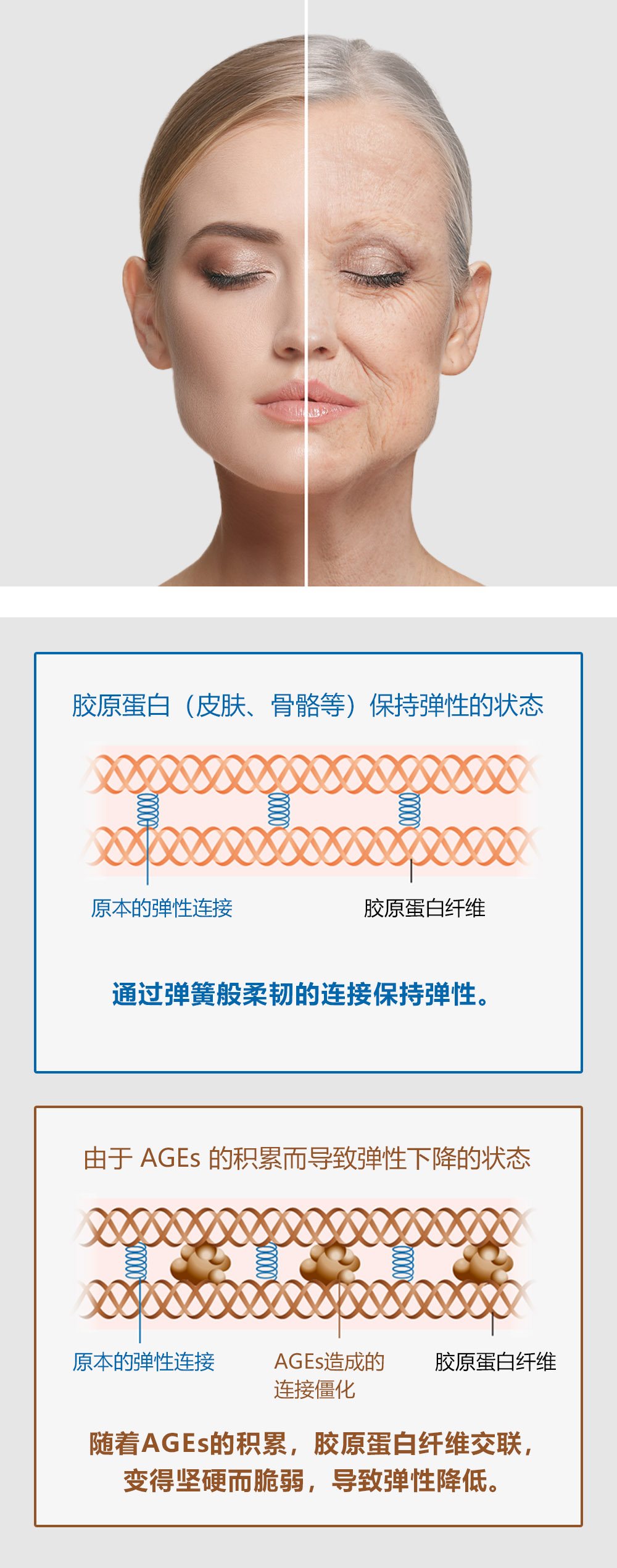 AGEs（糖基化终产物）的积累机制