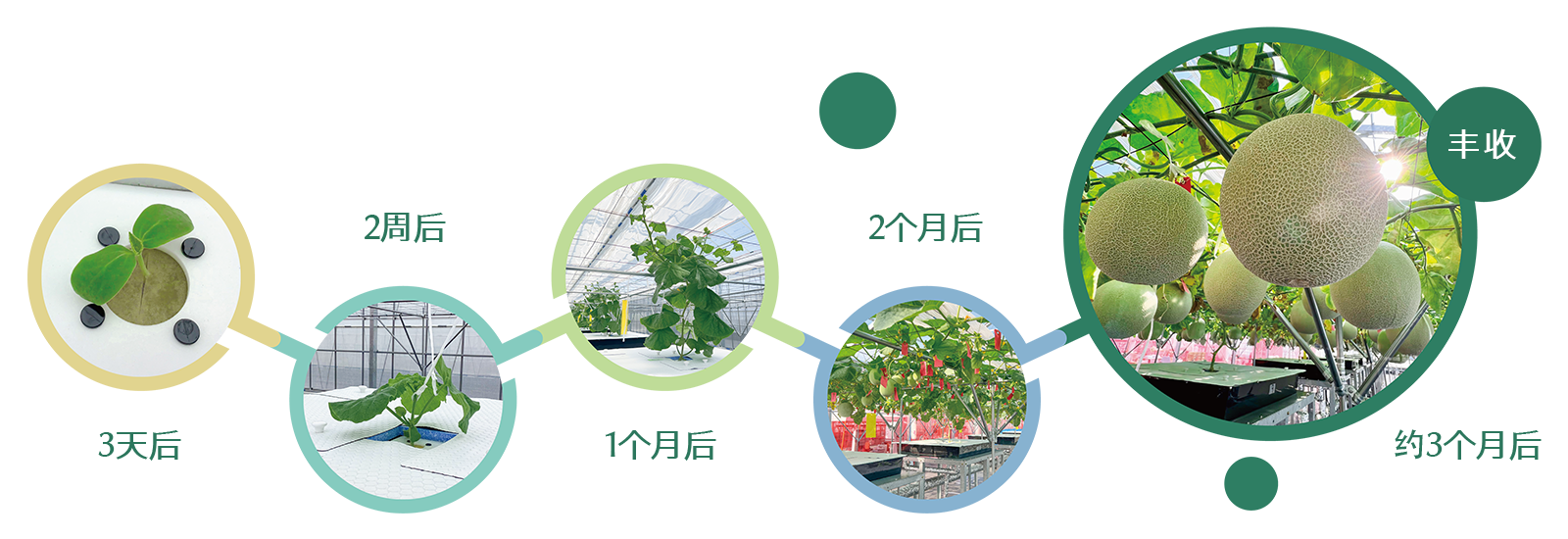 水培种植玫珑蜜瓜仅需3个月